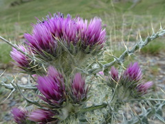 Carduus carlinoides