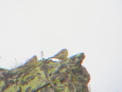 Carduelis citrinella