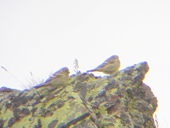 Carduelis citrinella