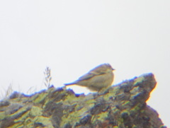 Carduelis citrinella