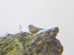 Carduelis citrinella