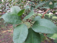 Psidium friedrichsthalianum