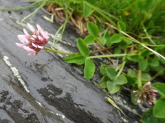 Trifolium thalii