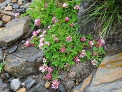 Trifolium thalii