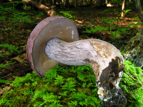 Lilac-brown bolete