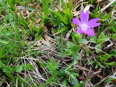 Primula integrifolia