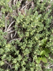 Cardionema ramosissimum