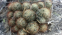 Escobaria emskoetteriana