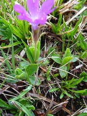Primula integrifolia