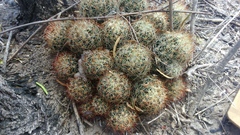 Escobaria emskoetteriana