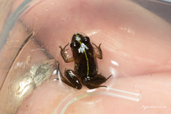 Microbatrachella capensis