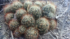 Escobaria emskoetteriana