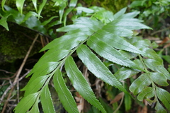 Asplenium lepidotum