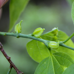 Celticecis semenrumicis