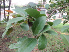 Psidium friedrichsthalianum
