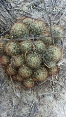 Escobaria emskoetteriana