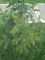 Acacia