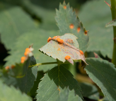 Phragmidium tuberculatum