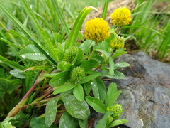 Trifolium badium