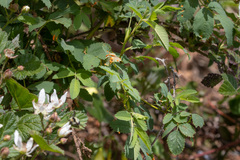 Phragmidium tuberculatum