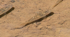 Fundulus rathbuni