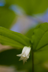 Prosartes smithii