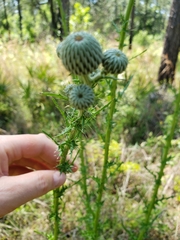 Cirsium nuttallii