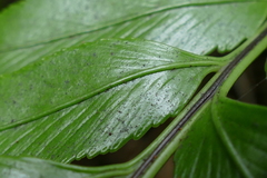 Asplenium lepidotum