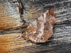 Selenia alciphearia