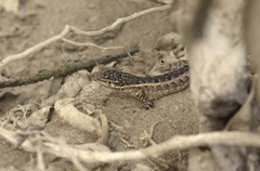 Stenocercus modestus