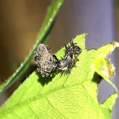 Coptocycla adamantina