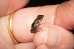 Microbatrachella capensis