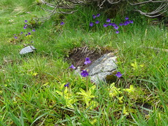 Pinguicula grandiflora