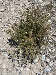 Spergularia macrotheca macrotheca