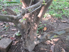 Psidium friedrichsthalianum