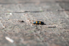 Strongylium testaceotibiale