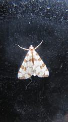 Conchylodes octonalis