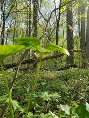 Trillium flexipes