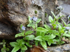 Veronica alpina