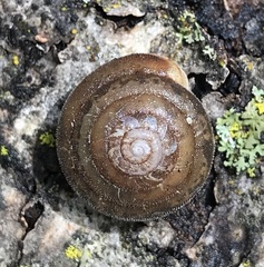 Euchemotrema fraternum