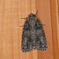 Acronicta increta