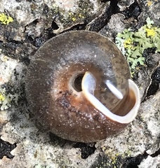 Euchemotrema fraternum