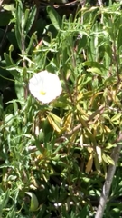 Calystegia macrostegia arida