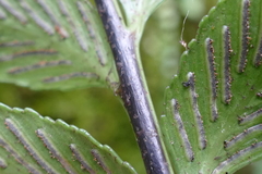 Asplenium lepidotum