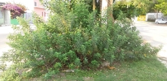 Vitex rotundifolia