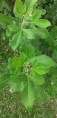 Vitex rotundifolia