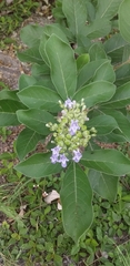 Vitex rotundifolia
