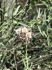 Funastrum heterophyllum