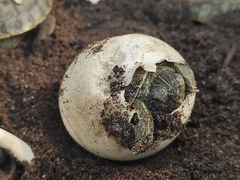 Trachemys grayi grayi