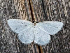 Protitame virginalis